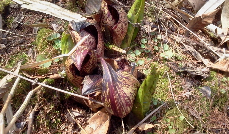 173A6A474D85DD8F34CD83