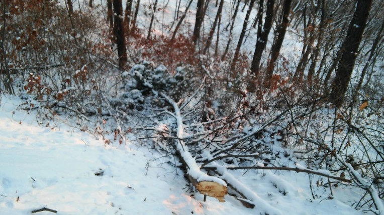 274DE9425696EF17311692