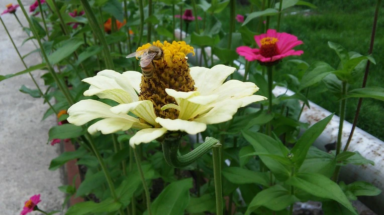 9977B933599E25C33B632A