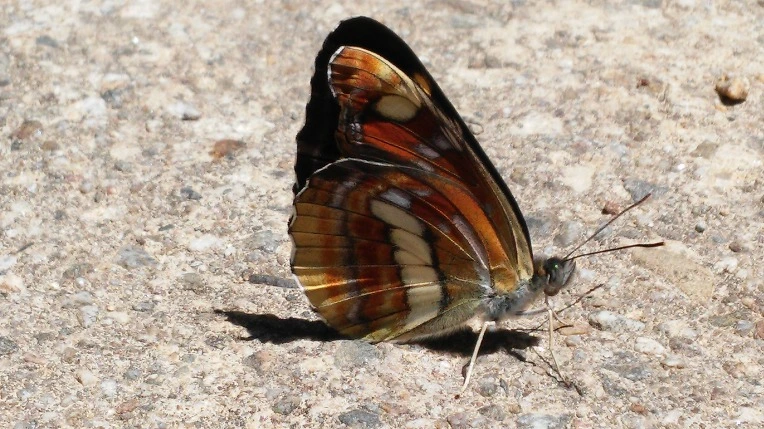 2652ED3B59339B5F0B0D87