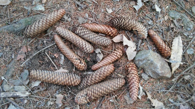 2152B53C56F391510AB94C