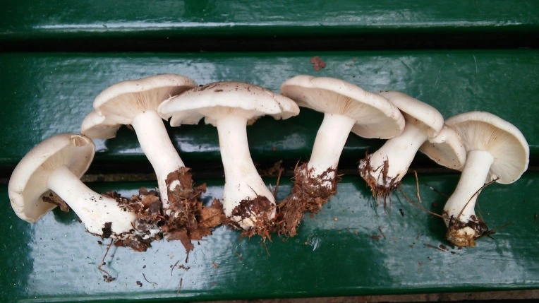 213446355615C3300CF2D4