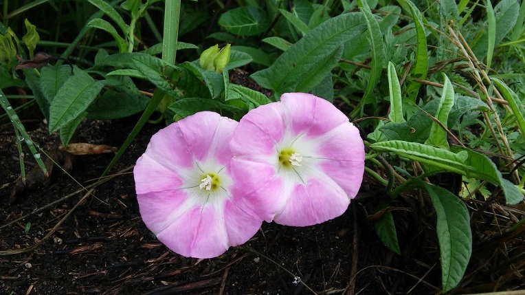 255E1E49577B3961080717