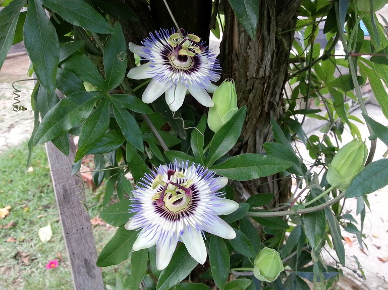 2601F24C53C9D32908E8A7