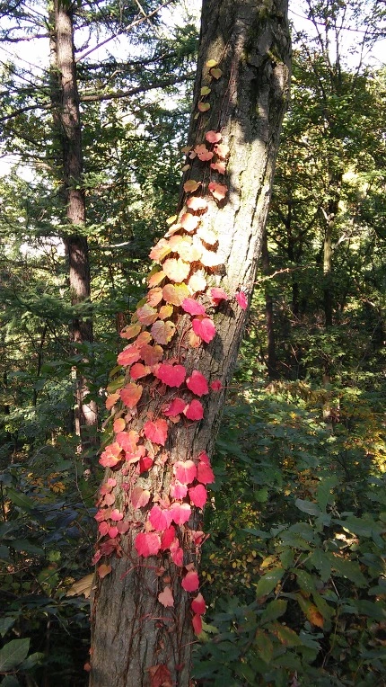 27527440580FC8CD31D6BE