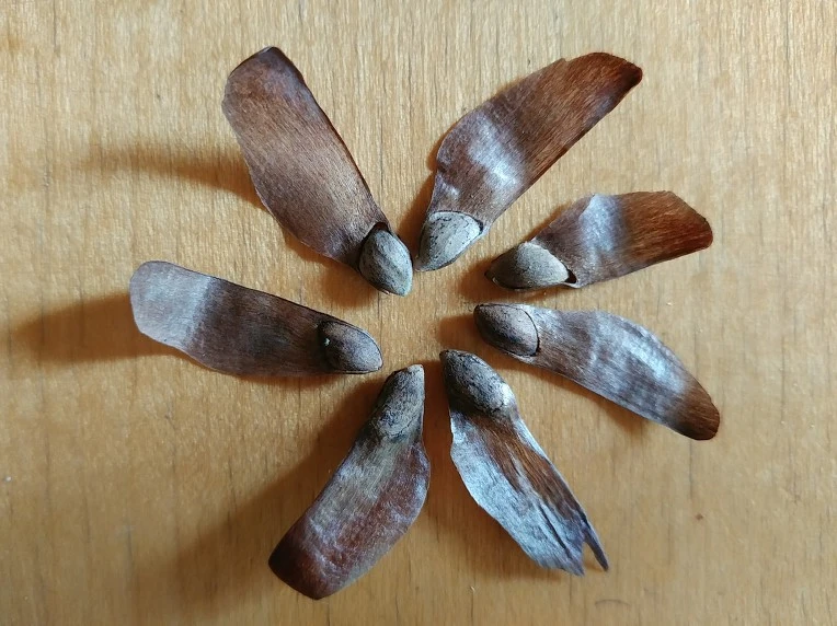 9914A14C5C204AF20E6458