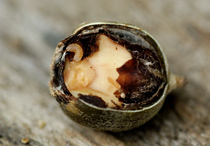 2215A73A53E8620625D56F