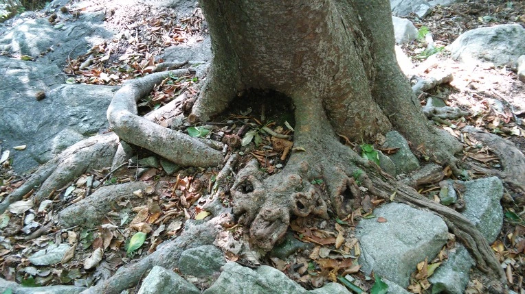 27481B46560FBC7018FCA7