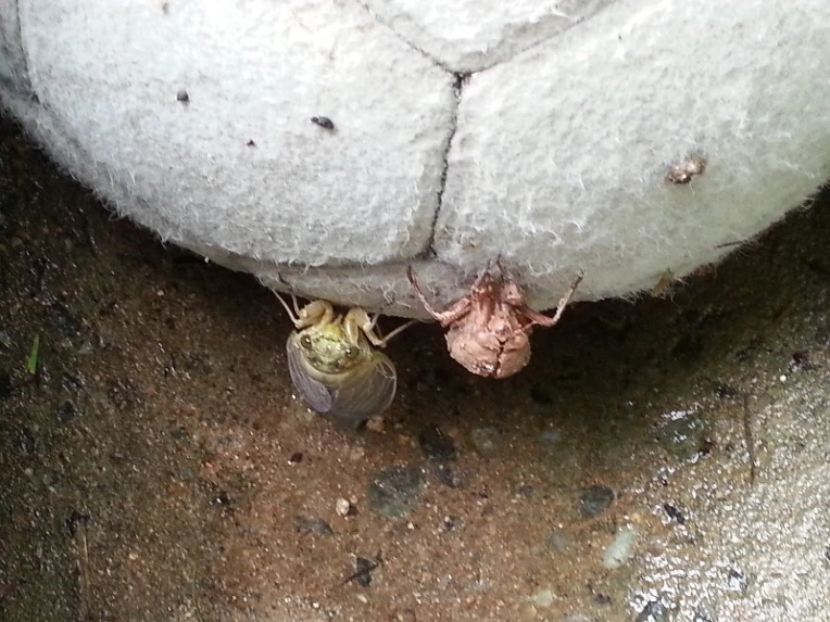 2470303F5805EF4433DADD