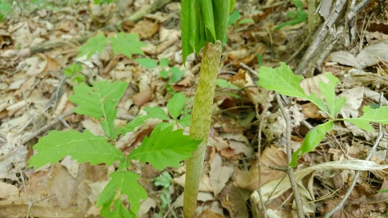 99DBDB365CDF86AA022ADA