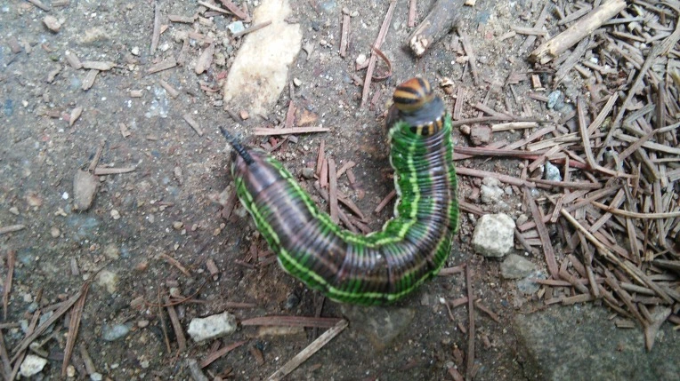 23262F3F55D681891A7539