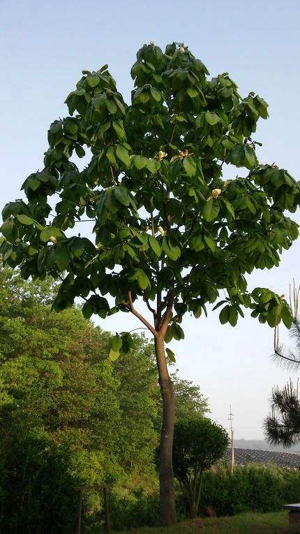 2670DA34572E66DE2DBE99