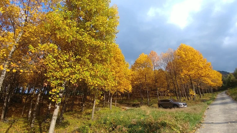 9992DE3E5BD6AE793774E8