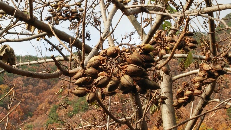 2565AD355643156722C8B2