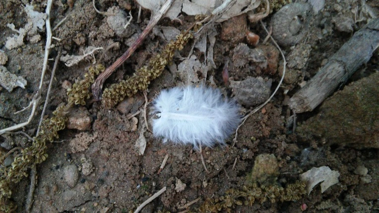 234EBE4E572696EA0AEFE4