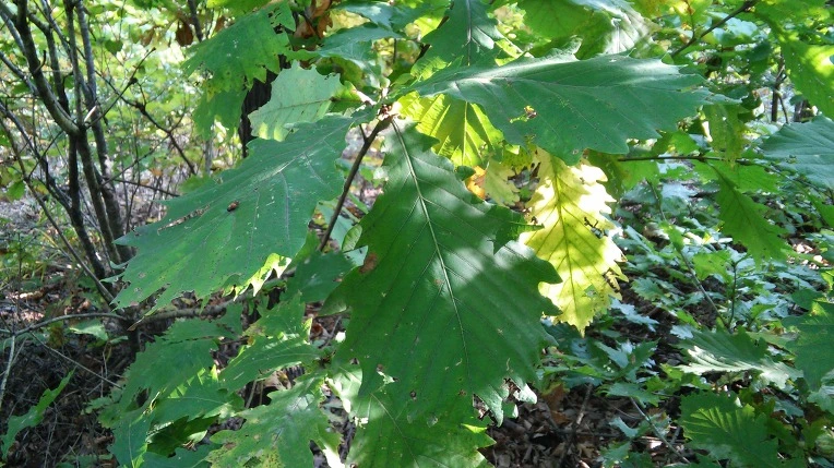 243C084D5620516A1D1D5F