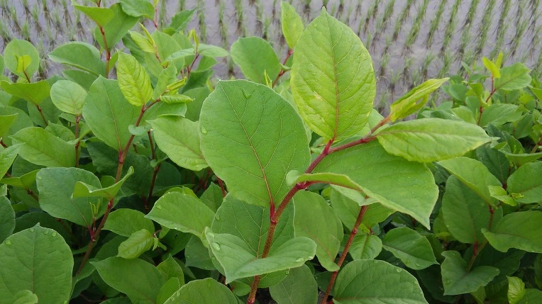 262CAD415746340A30BFA3