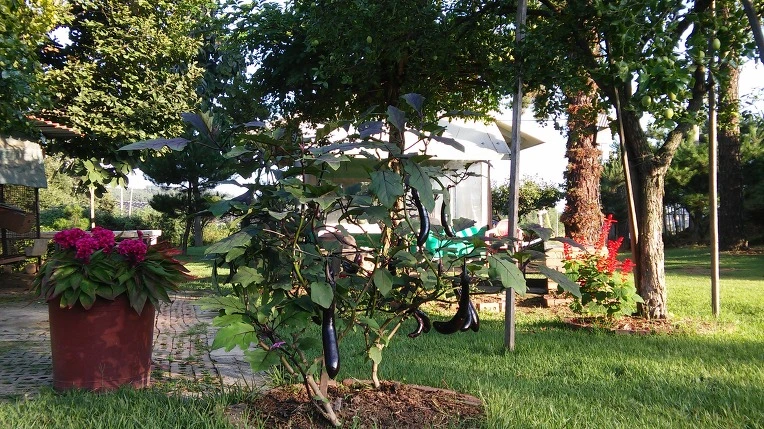 216B003957E3A338311383