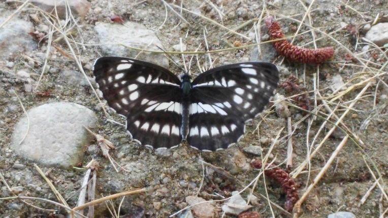 275C474057B90F822FE577