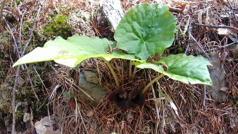 992E60415AD54B6409F2A8