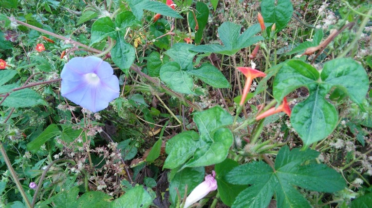 2472AA4957E701EA19A2F9