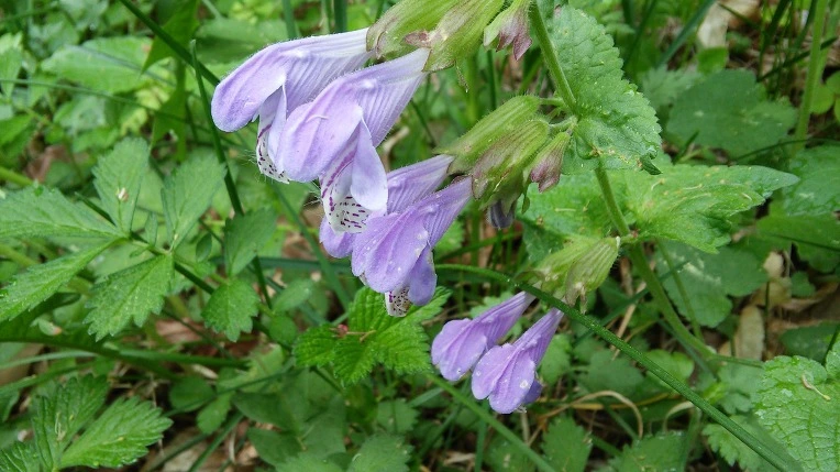 26239A4759155DD40128E6