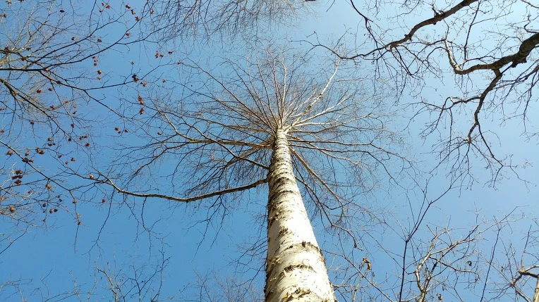 99D076425E471932106E4B