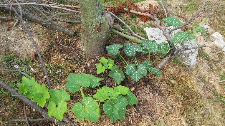 2355DE39575A1F4F0593CD