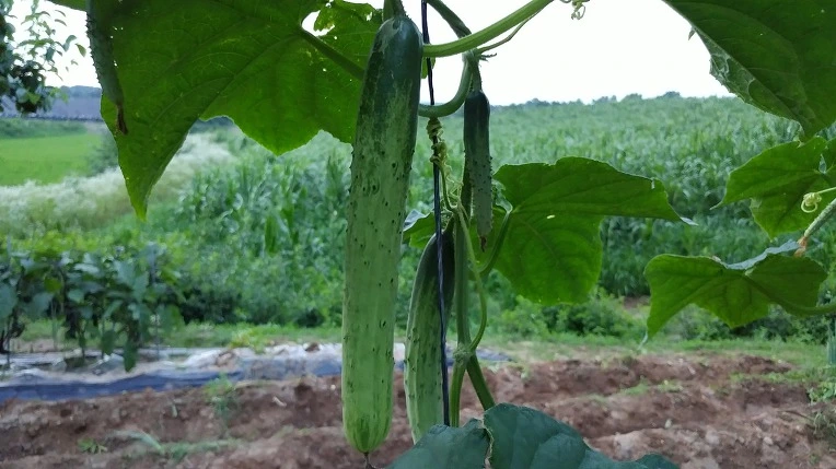 99E168445B3D58681ADAF2