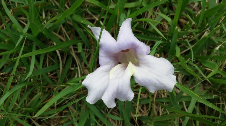 2213CC4259300A1902D204