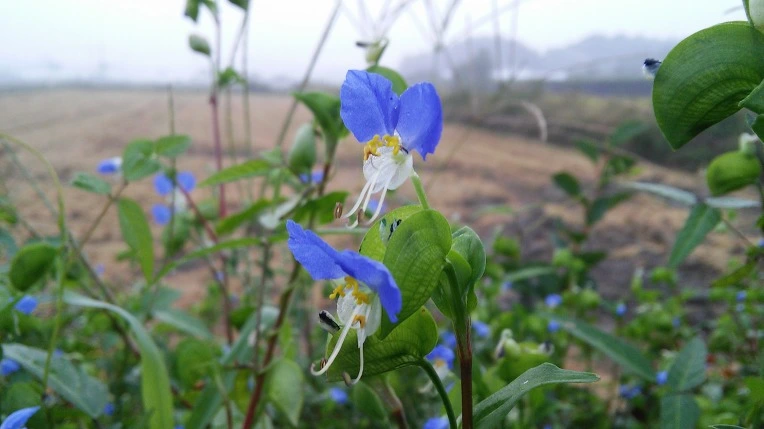 2323BB4C57D5E2472EDAC7