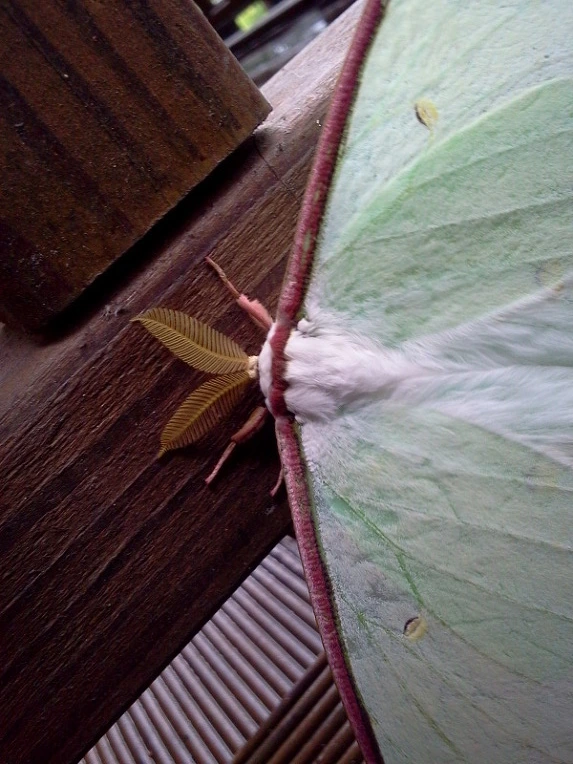 174EC0594E06D1810C4514