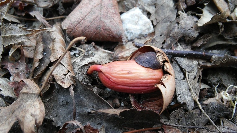 25736A4F58DC9A8933397F