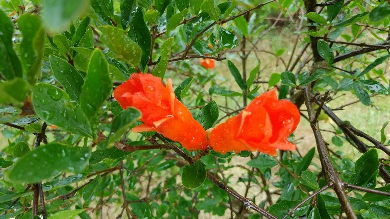 99BEA7465D46829D34F48A