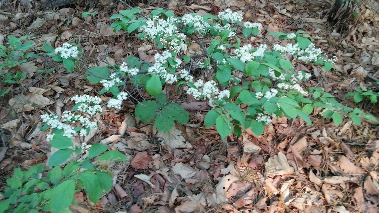 26438E4C5726976E13FCEB