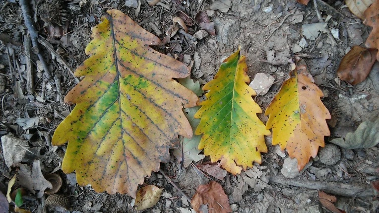 216DFA3E56281DF10956A4