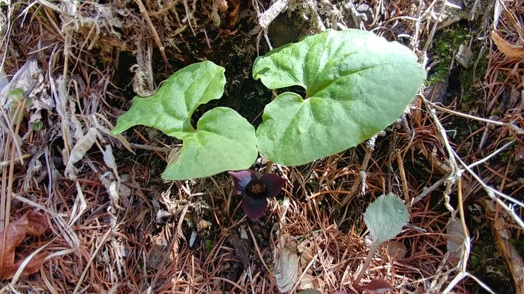 996270415AD54B6230E1E6