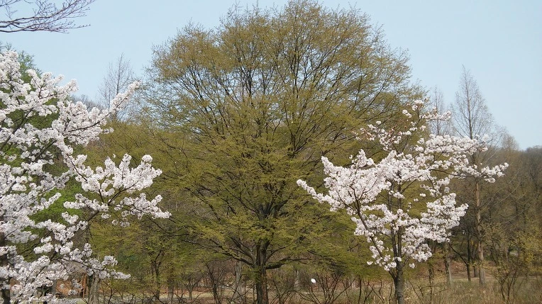 2104994957095EA726D9B4