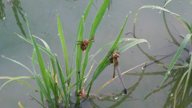 253A7A345758ED6135CE68