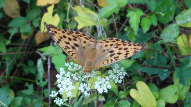 221EB6375600FE131737C9