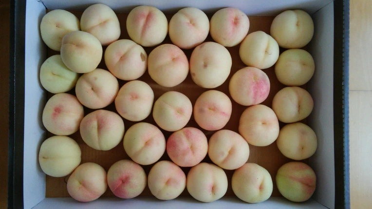 211A963F5622BFF610D6BD