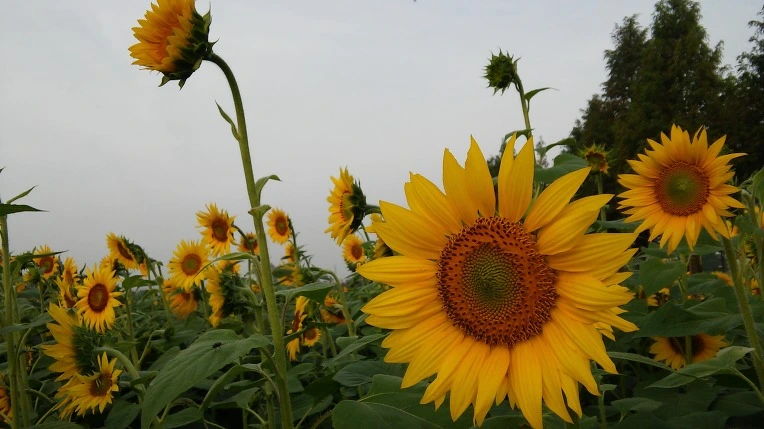 265B784657EB35671576A7