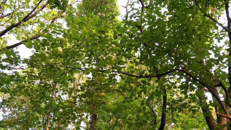 2203434E572696E6319B3B