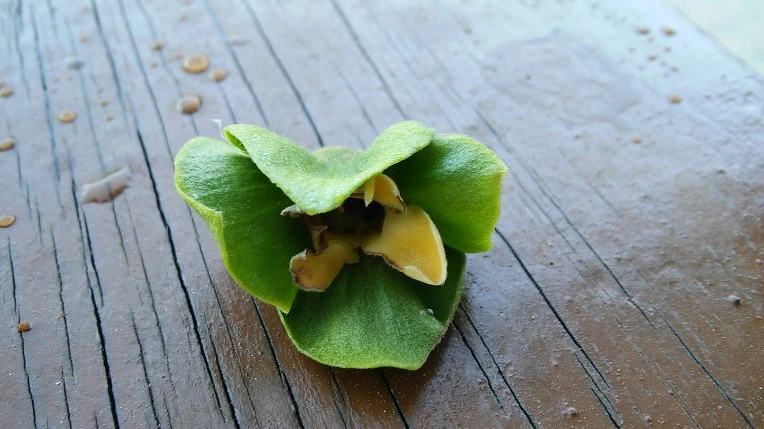 2701433B594458562FE99E