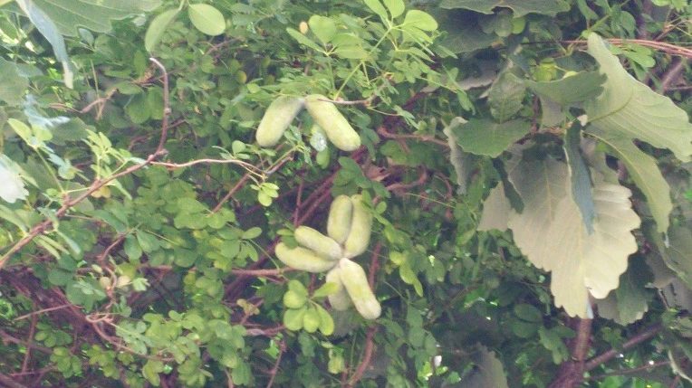 217CF940569F26AF247F49