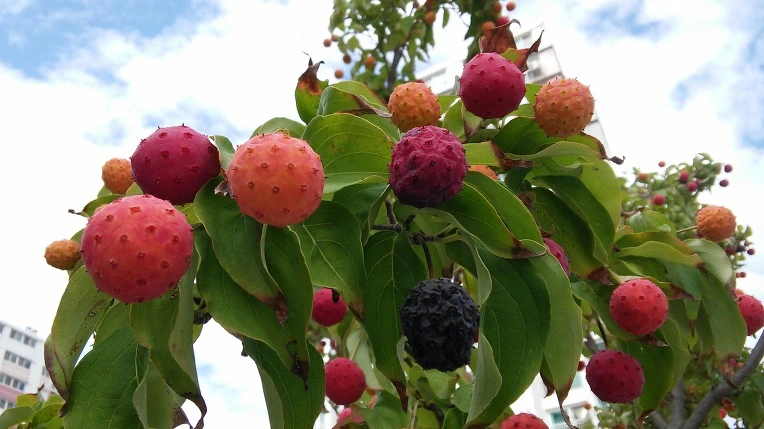 266A4F3357F89F591B214C