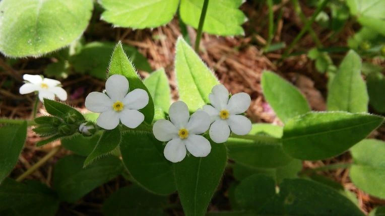 2140BB405908E4D127691F