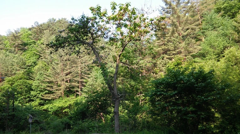 27077D4C592A64FE2AB659