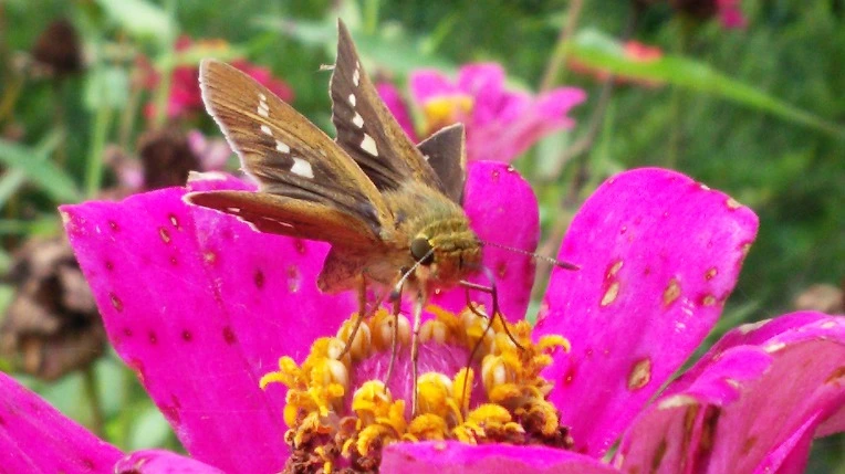 99C3A033599E1B4B184F4D