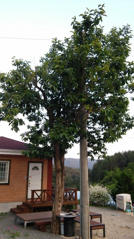 22303733597136DE288403